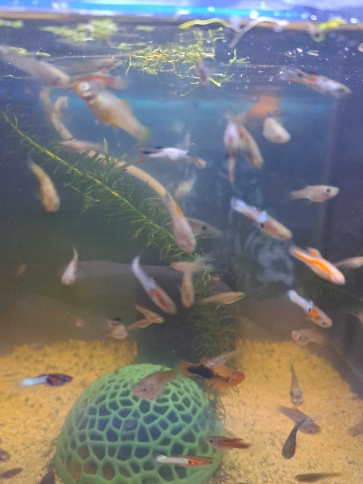 endler guppymix, Dieren en Toebehoren, Vis