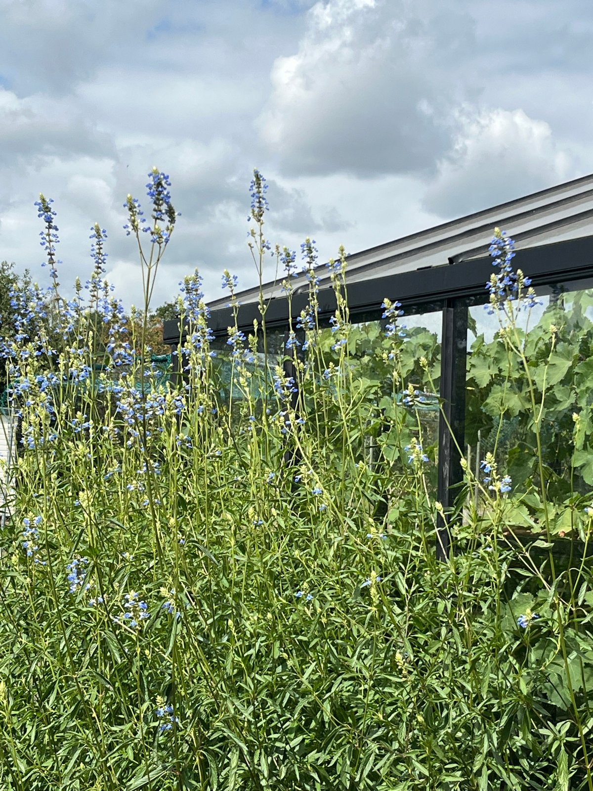 Salvia stekjes - Blauwe salie planten Ballon Azul, Volle zon, Vaste plant, Zomer, Ophalen