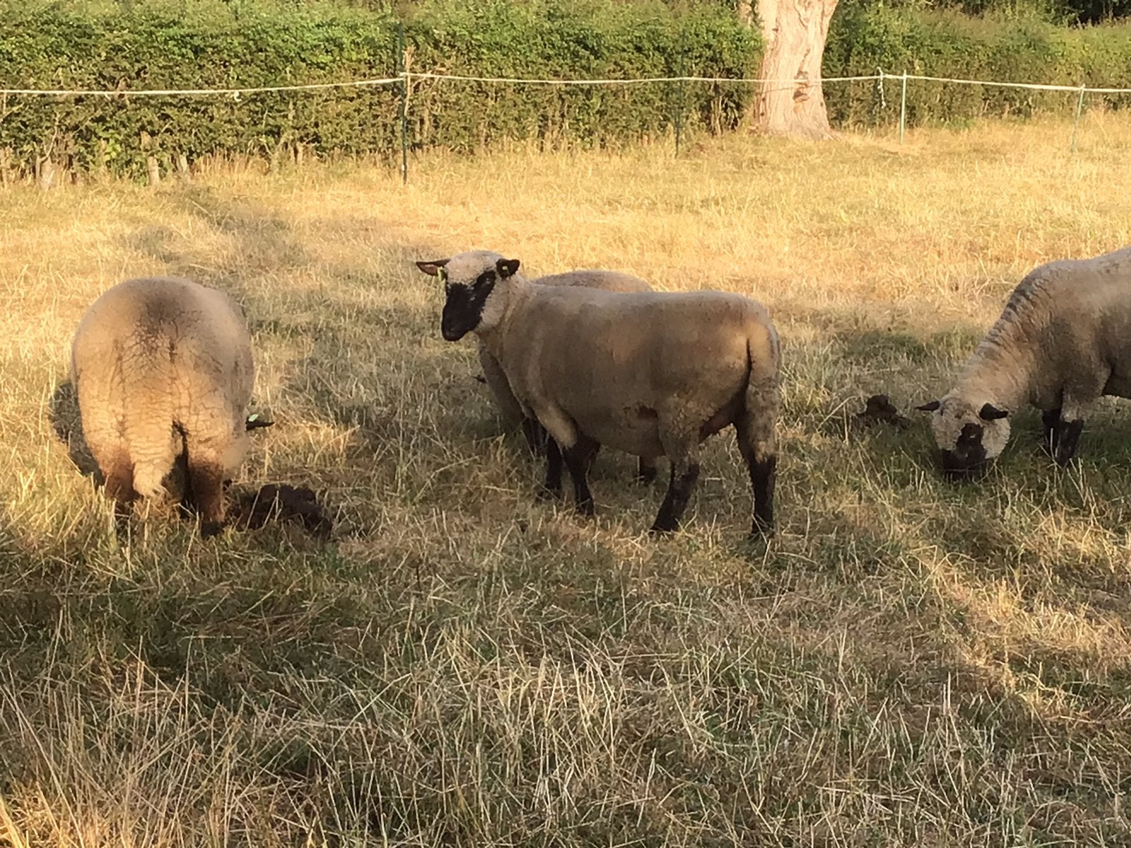 Shropshire schapen te koop, Vrouwelijk, Schaap