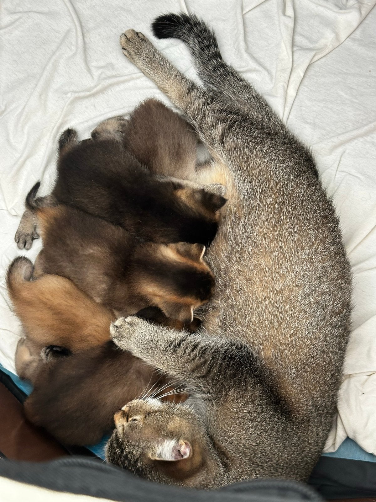 Britse korthaar kittens Black Golden (NY 11 / NY 25), Meerdere dieren, Kortharig, 0 tot 2 jaar