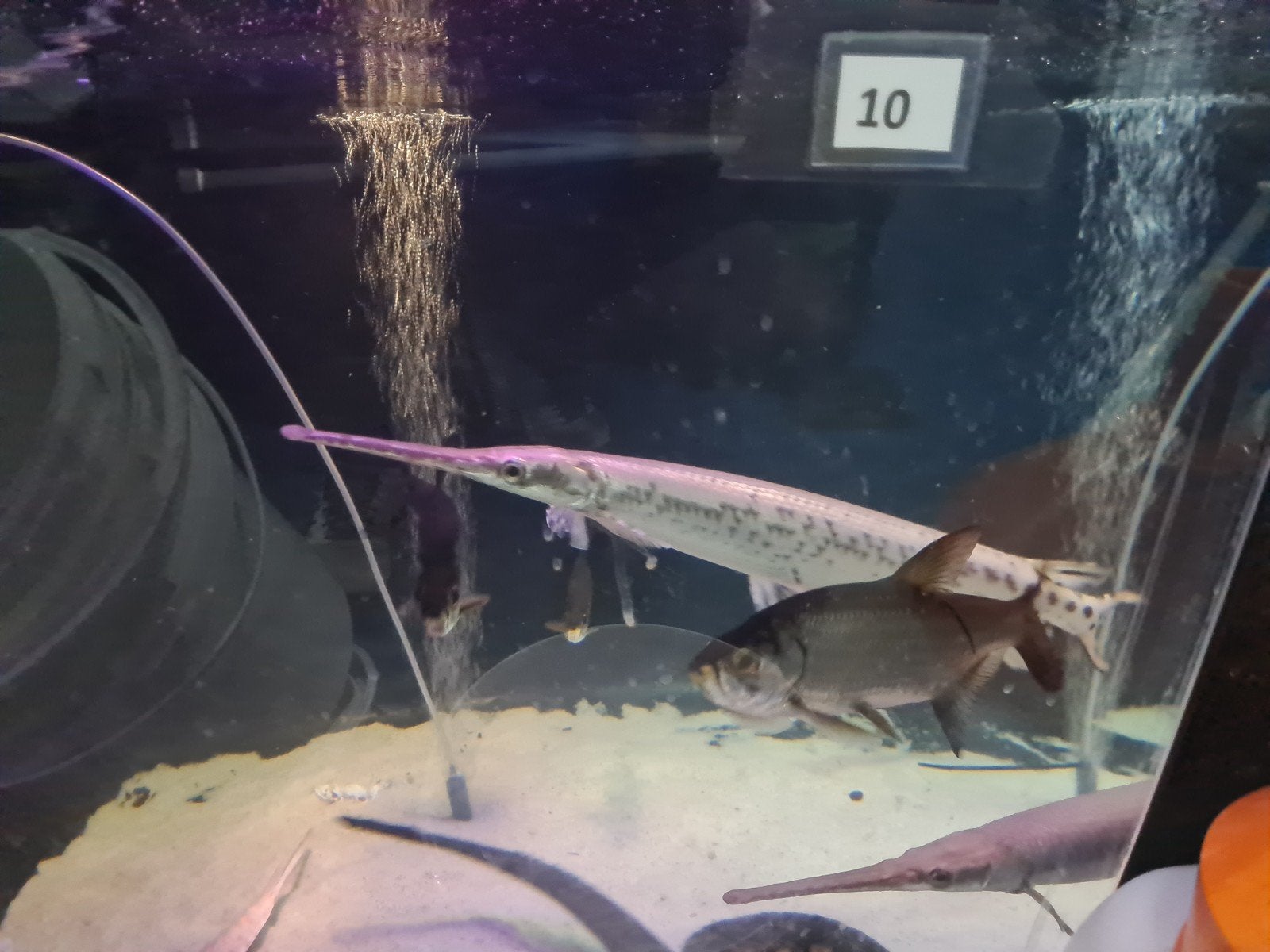 Longnose Gar, Lepisosteus Osseus, Beensnoek, Dieren en Toebehoren, Vis, Zoetwatervis