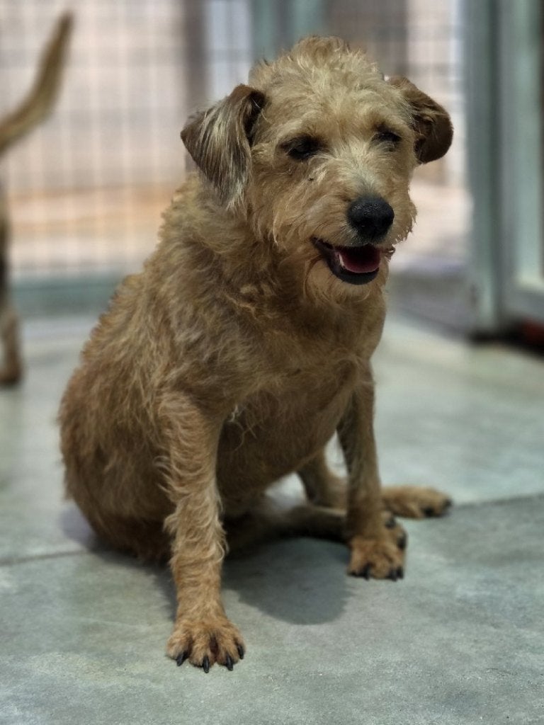 ACE: Capi, klein hondje met pit, charme en een groot hart, Dieren en Toebehoren, Particulier, Buitenland, Teef, Eén hond