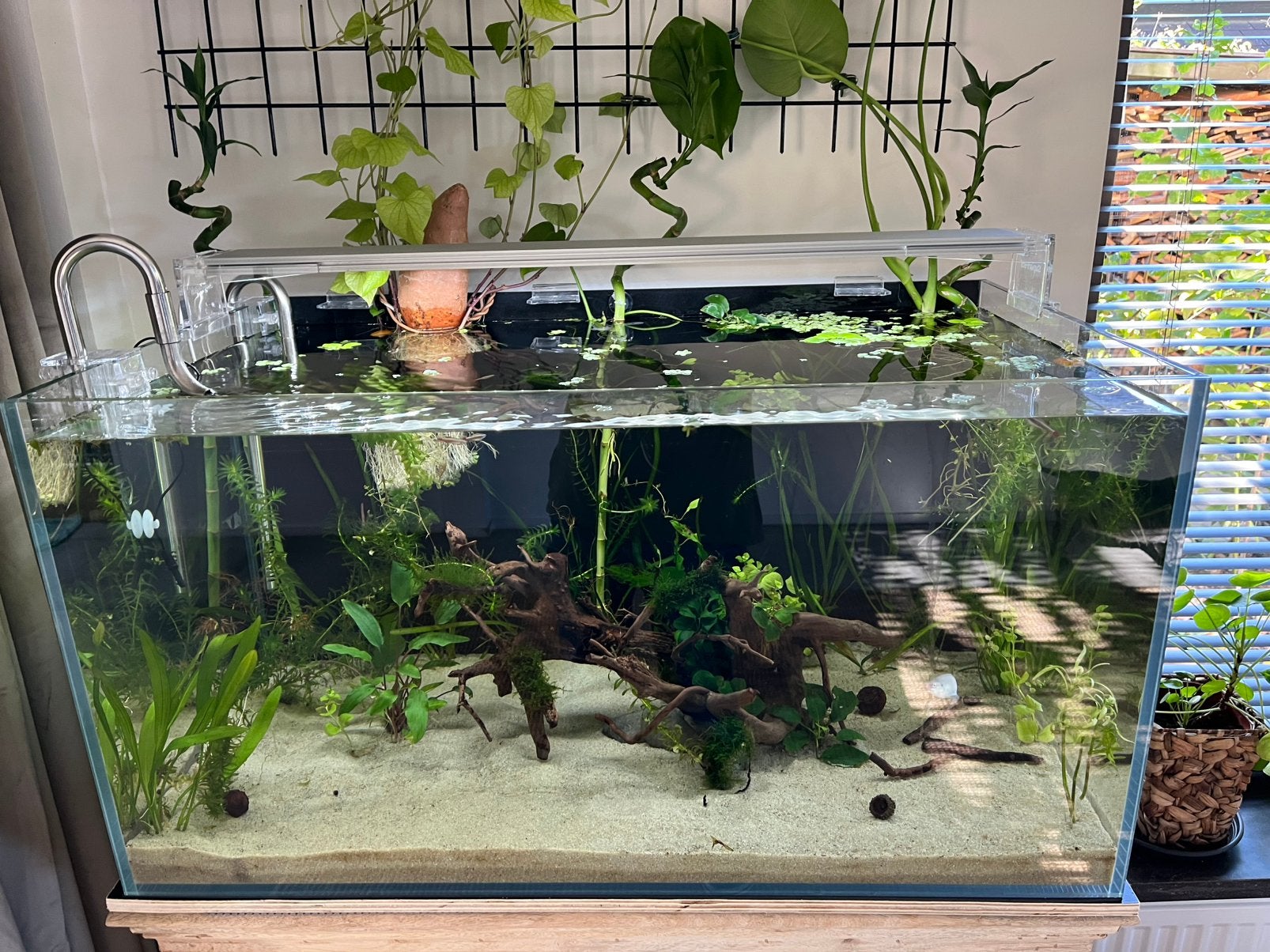 Zgan Aquarium 140 liter, Dieren en Toebehoren, Ophalen, Inclusief controller, Zo goed als nieuw, Gevuld zoetwateraquarium