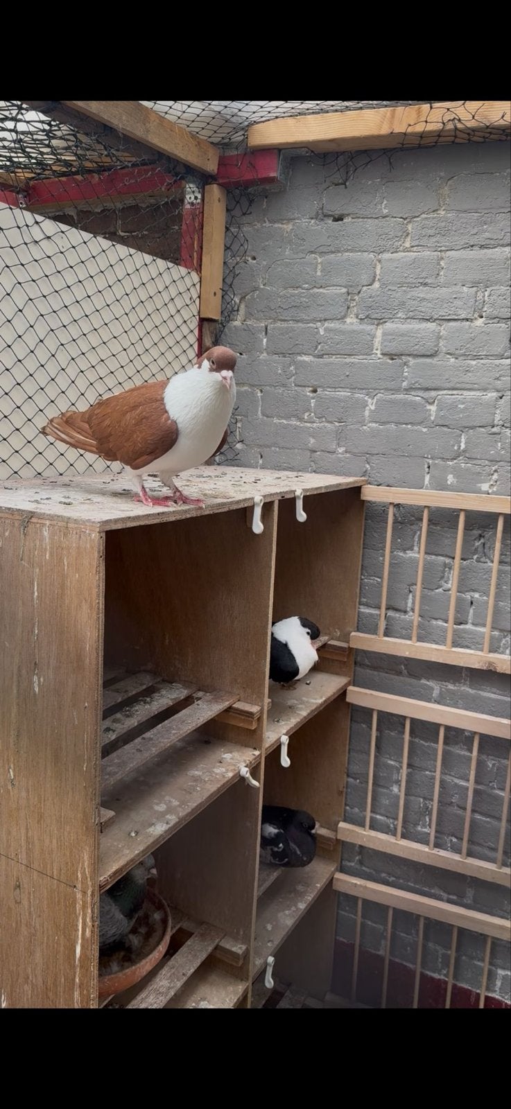 Te koop duiven, Dieren en Toebehoren, Vogels | Duiven, Meerdere dieren, Overige soorten