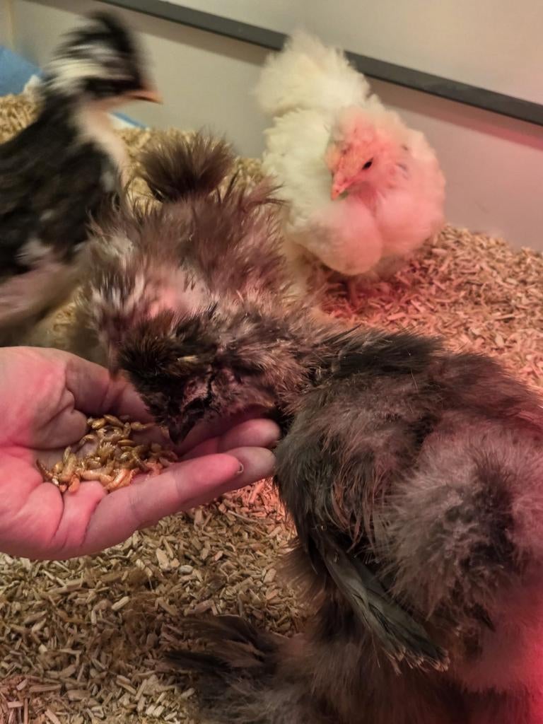 USA Zijdehoen kuikens 4 weken jong, Dieren en Toebehoren, Pluimvee