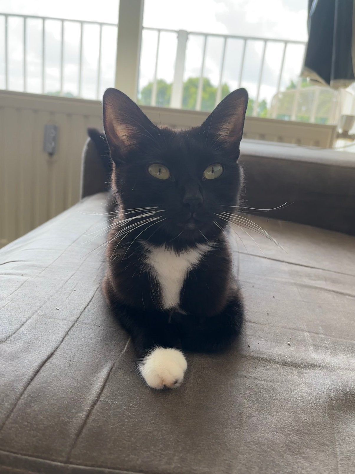 Kat ter adoptie, Dieren en Toebehoren, Katten en Kittens | Overige Katten, Poes
