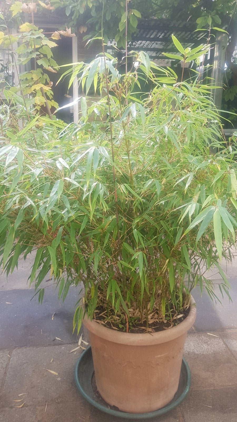 bamboe plant fargesia, Ophalen, Bloeit niet, Overige soorten, Halfschaduw