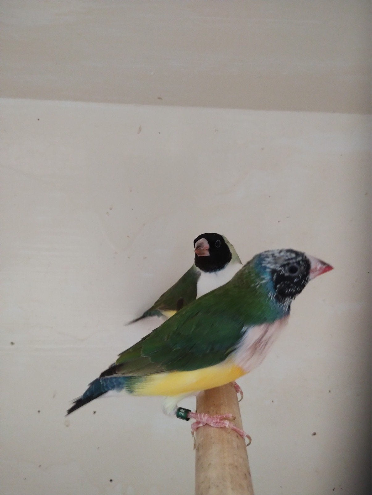 Gouldamadines, Dieren en Toebehoren, Vogels | Overige Vogels, Meerdere dieren, Tropenvogel, Geringd
