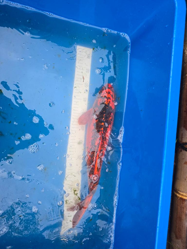 Leuke koi  De bakken moeten leeg, Karper of Koi
