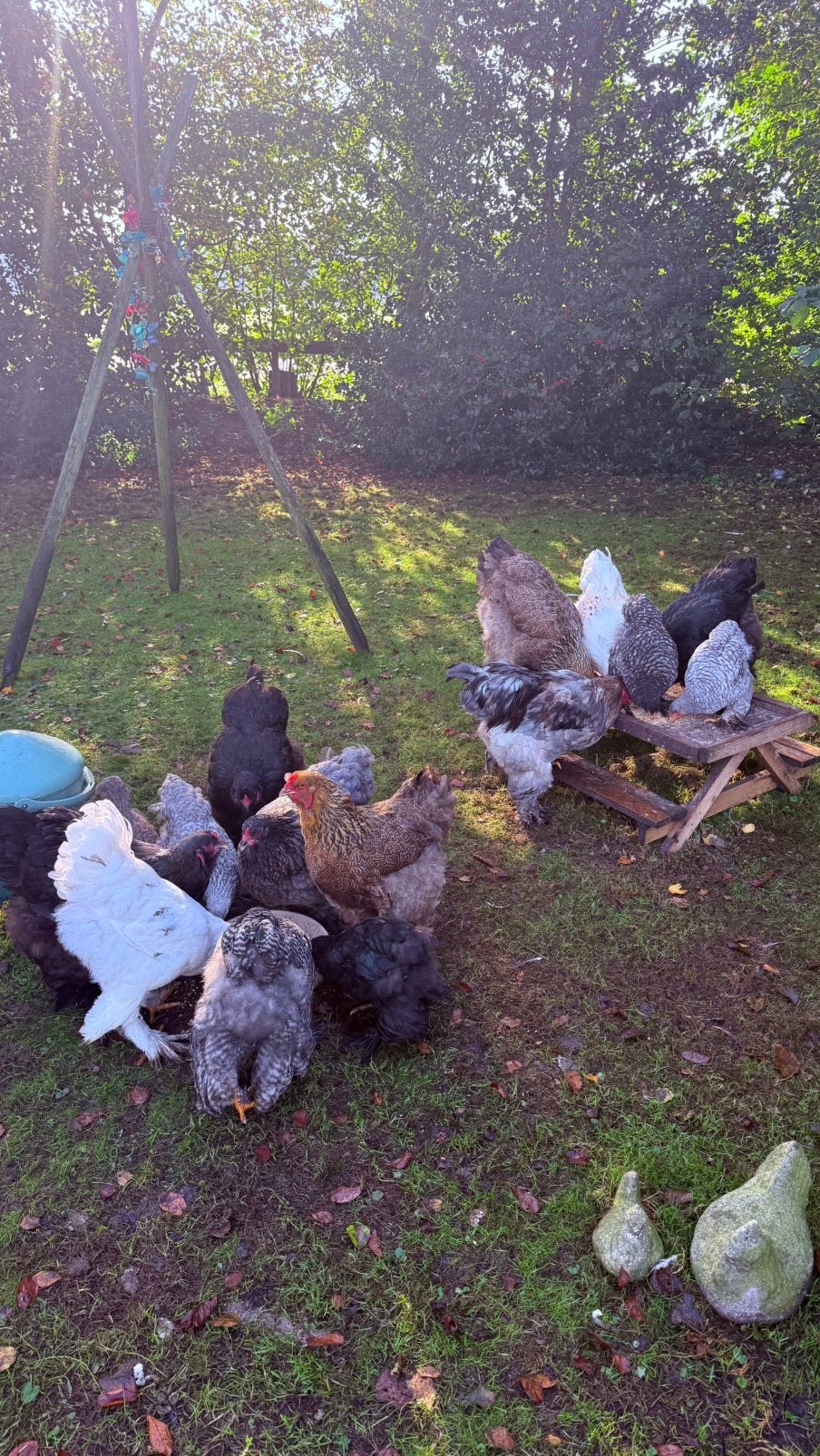 Brahma kippen te koop!, Dieren en Toebehoren, Meerdere dieren, Kip
