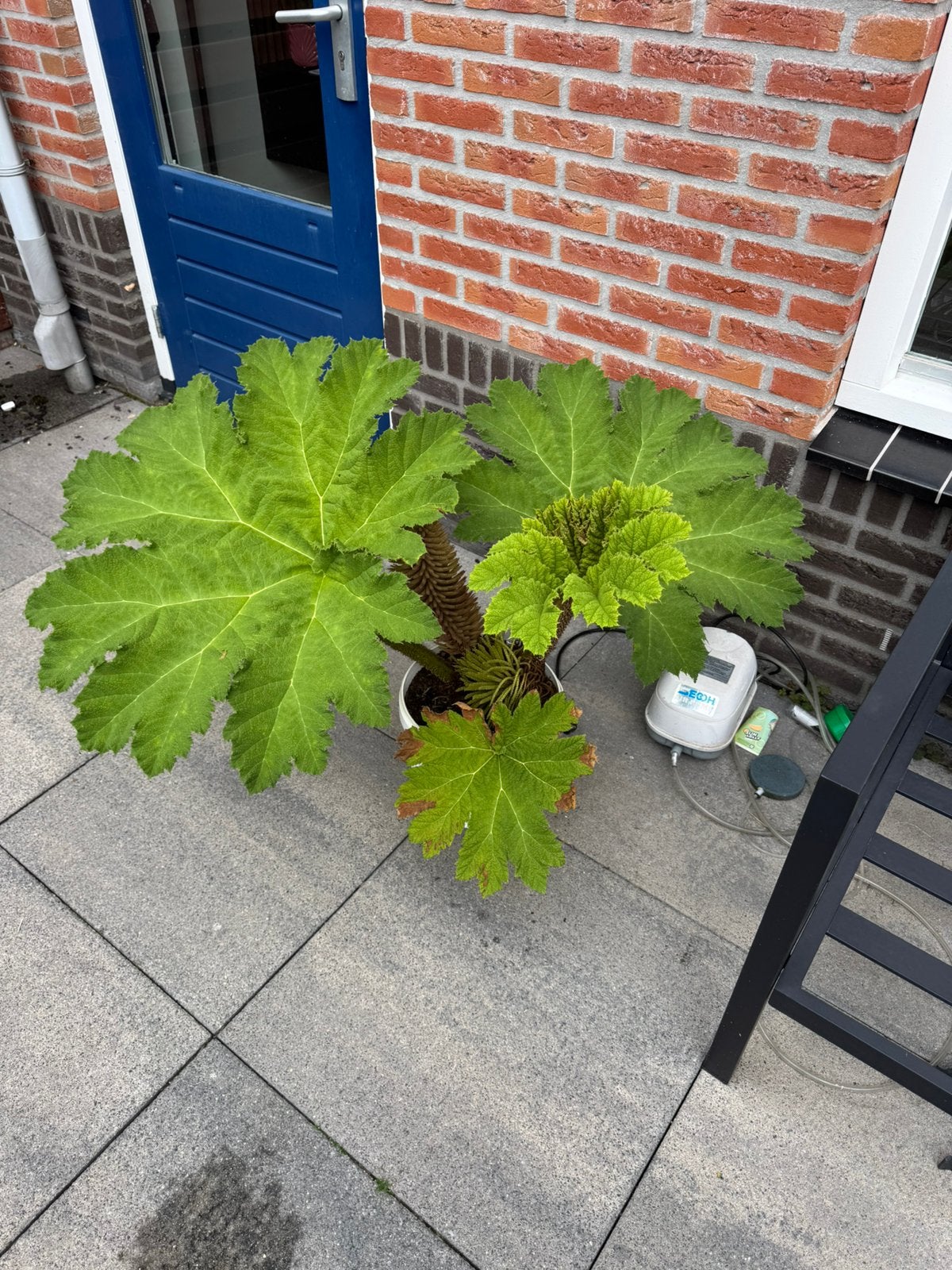 Gunnera manicata (De echte), Tuin en Terras, Planten | Tuinplanten, Ophalen of Verzenden, Overige soorten, Volle zon