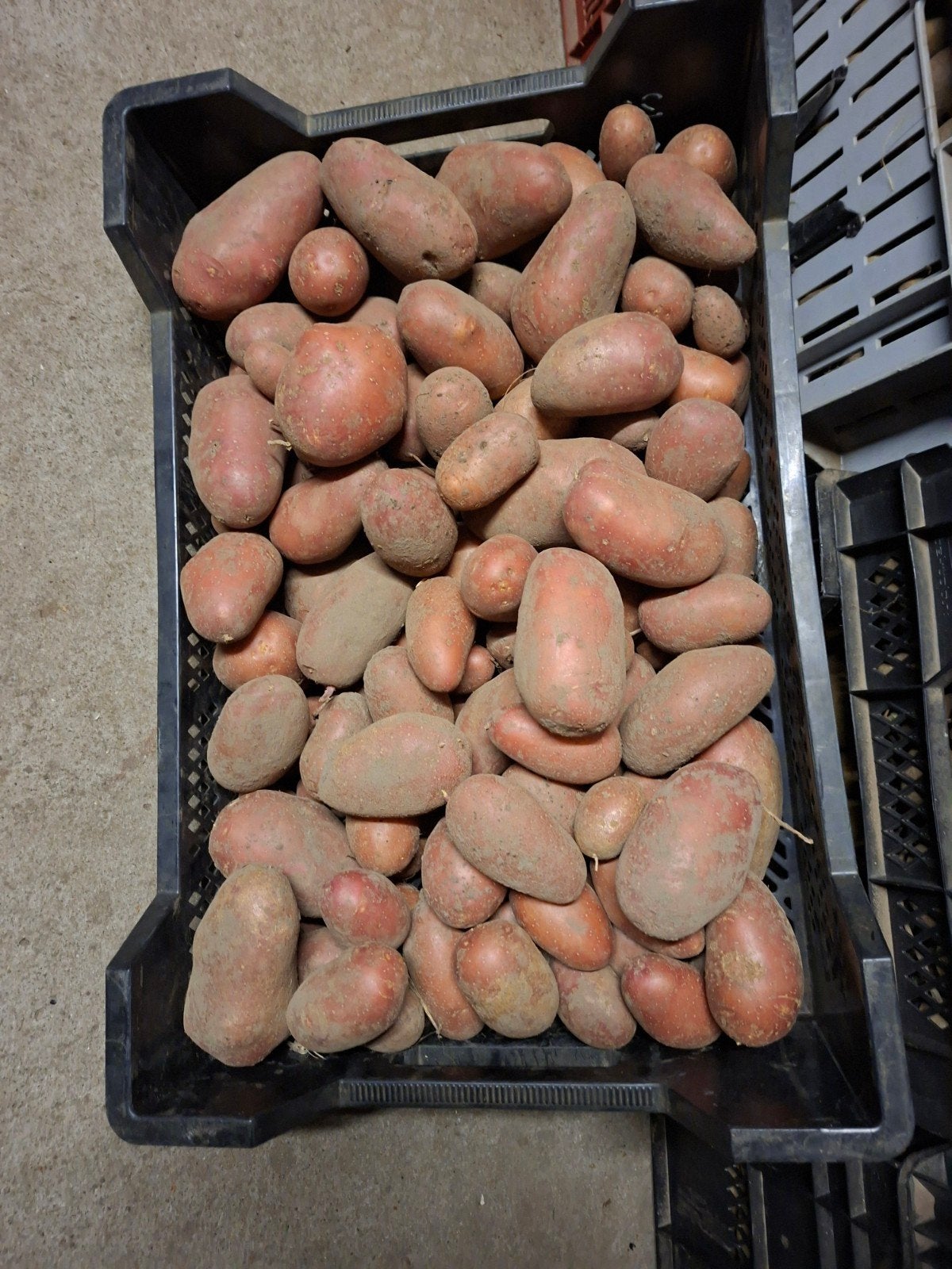Alouette Aardappelen - Onbespoten Geteeld (5-25 kg), Ophalen of Verzenden