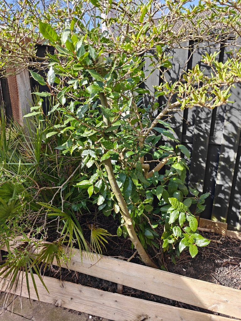 Laurier, Ophalen, Laurier, Haag, 100 tot 250 cm