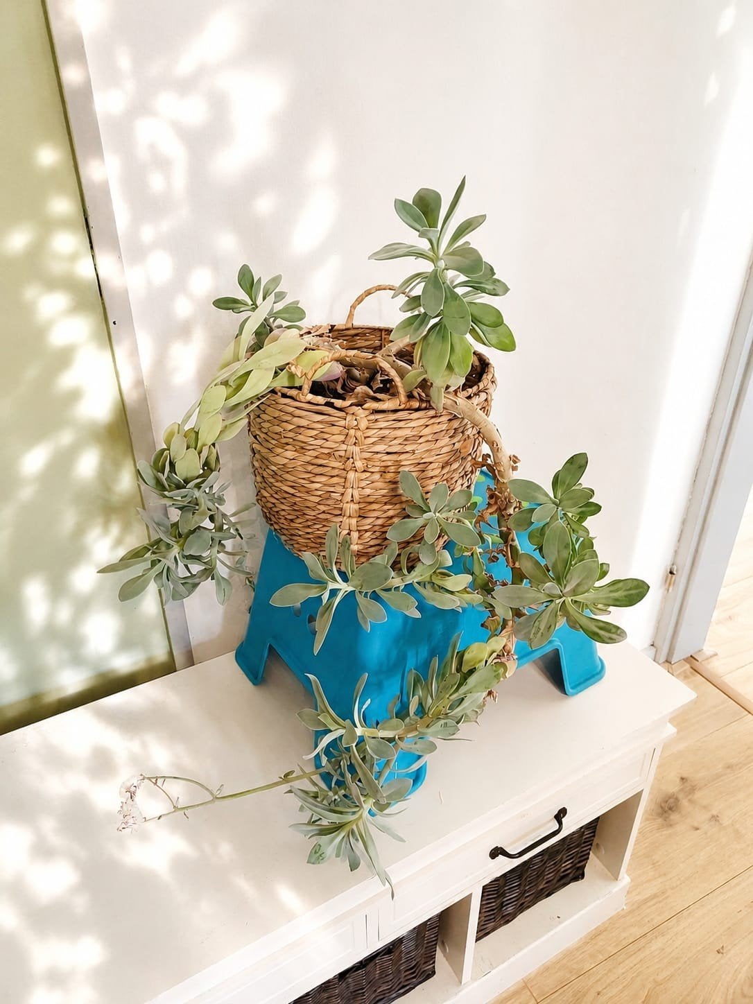 Grote (uit de hand gelopen) Vetplant zoekt liefdevol huis, Huis en Inrichting, Kamerplanten, Ophalen, Vetplant, In pot, Minder dan 100 cm