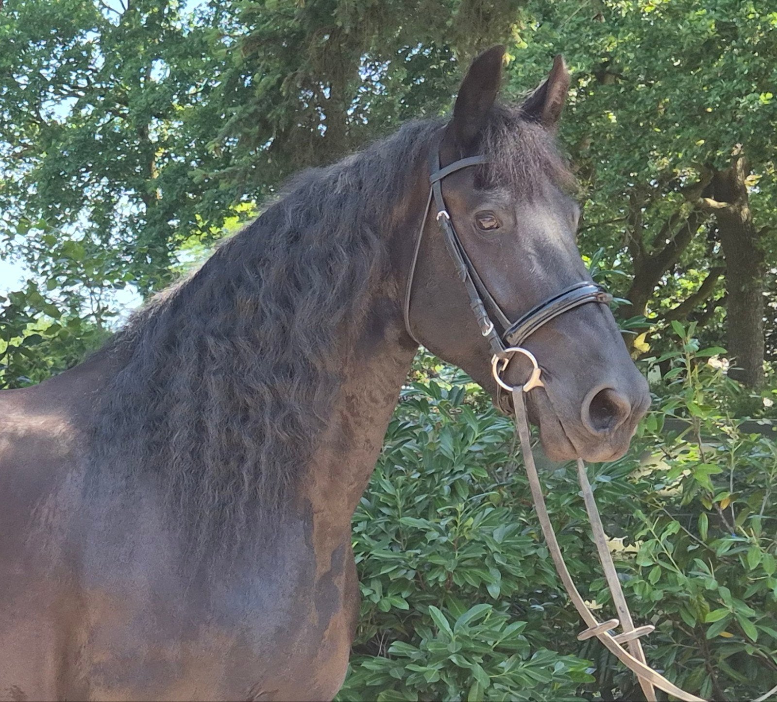 9 jarige drachtige stermerrie te koop nieuwe adv 11 07, Dieren en Toebehoren, Paarden, Minder dan 160 cm, Niet van toepassing