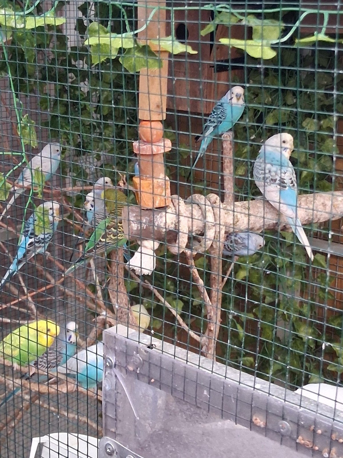 parkieten, blauwe, blackface,regenboog parkieten witte groen, Dieren en Toebehoren, Vogels | Parkieten en Papegaaien, Meerdere dieren