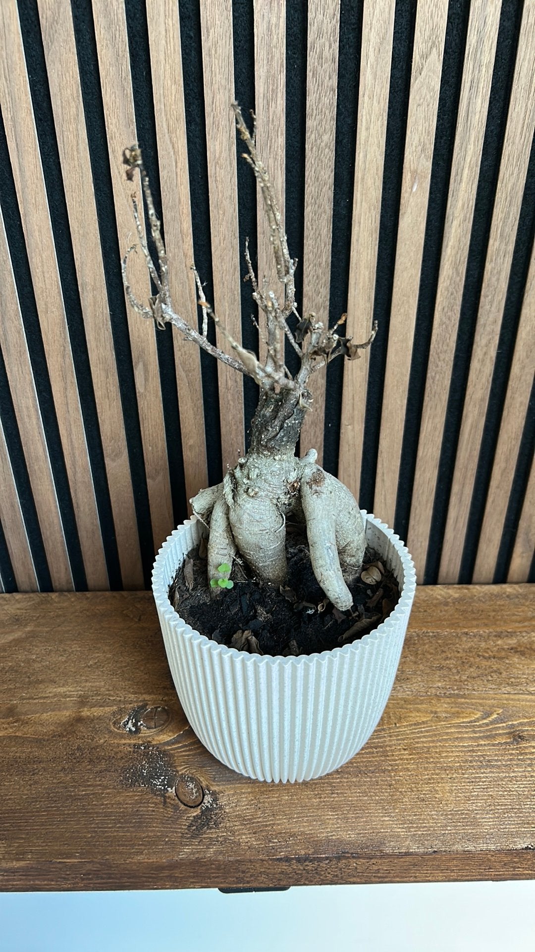 Bonsai plantje, Ophalen, Halfschaduw, Minder dan 100 cm