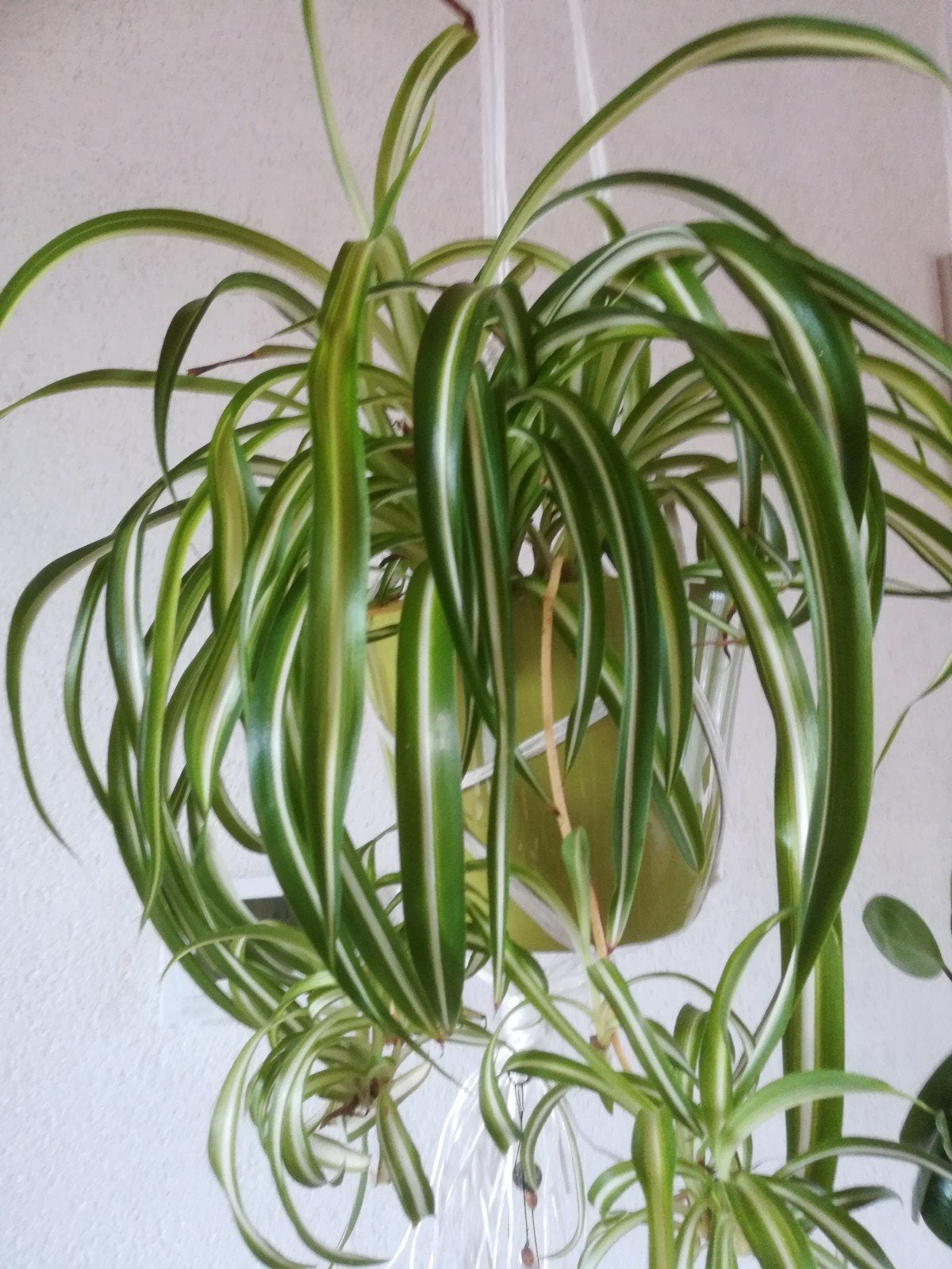 Graslelie hangplant (zonder overpot), Ophalen, Halfschaduw, Minder dan 100 cm