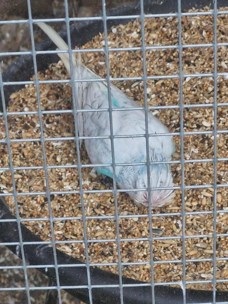 Engelse grasparkiet man te koop!, Dieren en Toebehoren, Mannelijk, Parkiet, Geringd