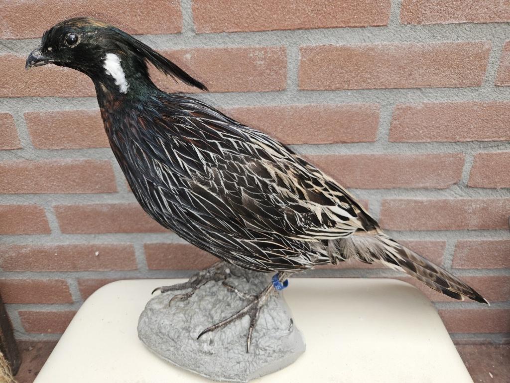 Prachtige zeldzame opgezette koklas Fazant ( haan ), Ophalen of Verzenden, Nieuw, Vogel, Opgezet dier