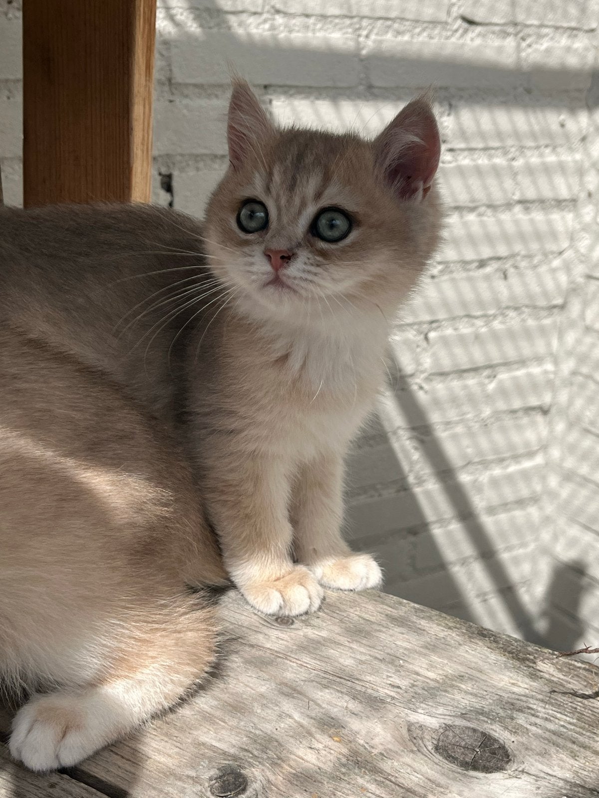 Britse korthaar kittens golden shaded