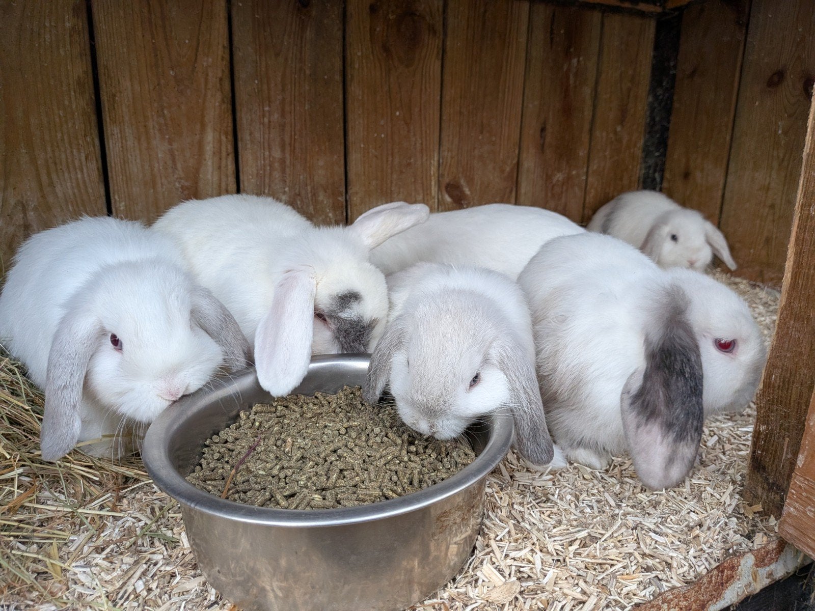 prachtige Minilop konijntjes, Dieren en Toebehoren, Meerdere dieren, Dwerg, Hangoor, 0 tot 2 jaar