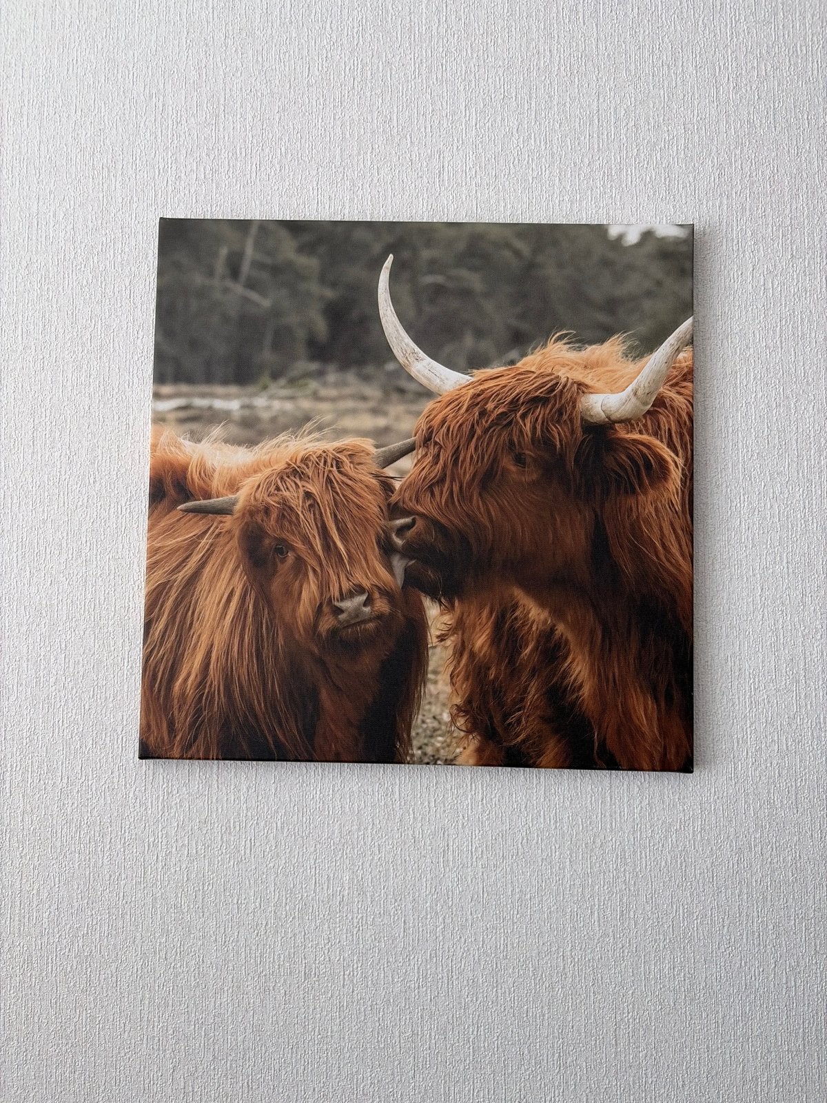 Canvas Schilderij Schotse Hooglanders 50x50 cm, Ophalen, Zo goed als nieuw, Schilderij, 50 tot 75 cm