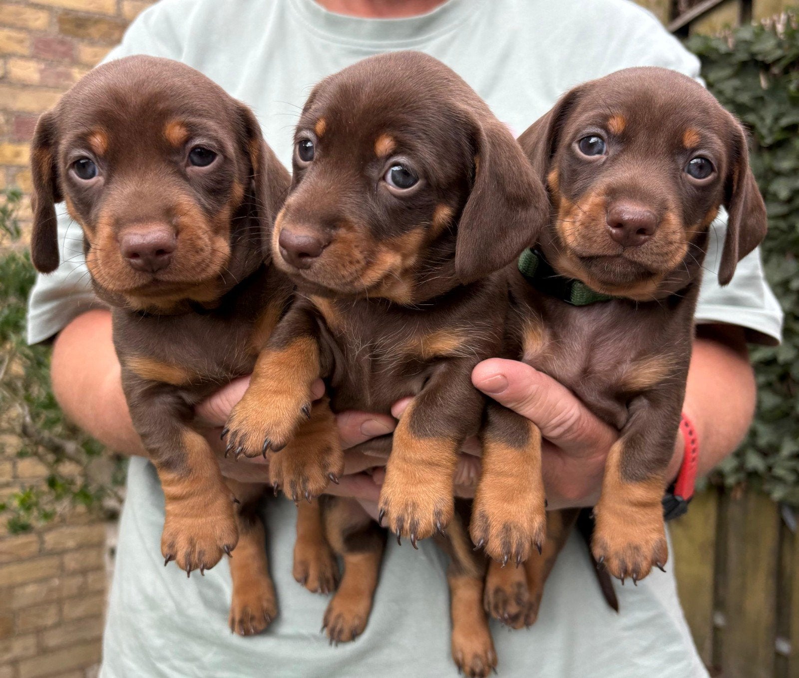 Mooi nestje dwerg teckel pups, Parvo, 8 tot 15 weken, Korthaar, Dwerg