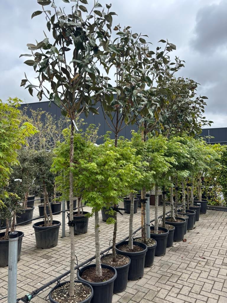 Magnolia grandiflora - hoogstam, Tuin en Terras, Planten | Bomen, Overige soorten, 250 tot 400 cm, Zomer, Ophalen