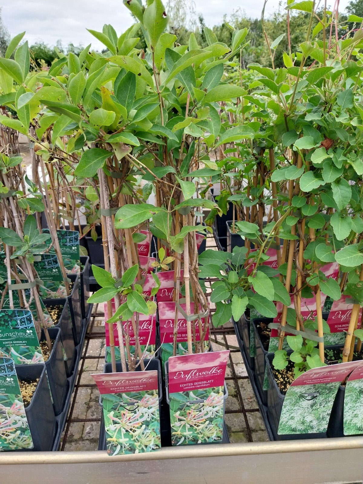 Lonicera Caprifolium - Geurende Kamperfoelie, Tuin en Terras, Ophalen, Vaste plant, Halfschaduw, Klimplanten