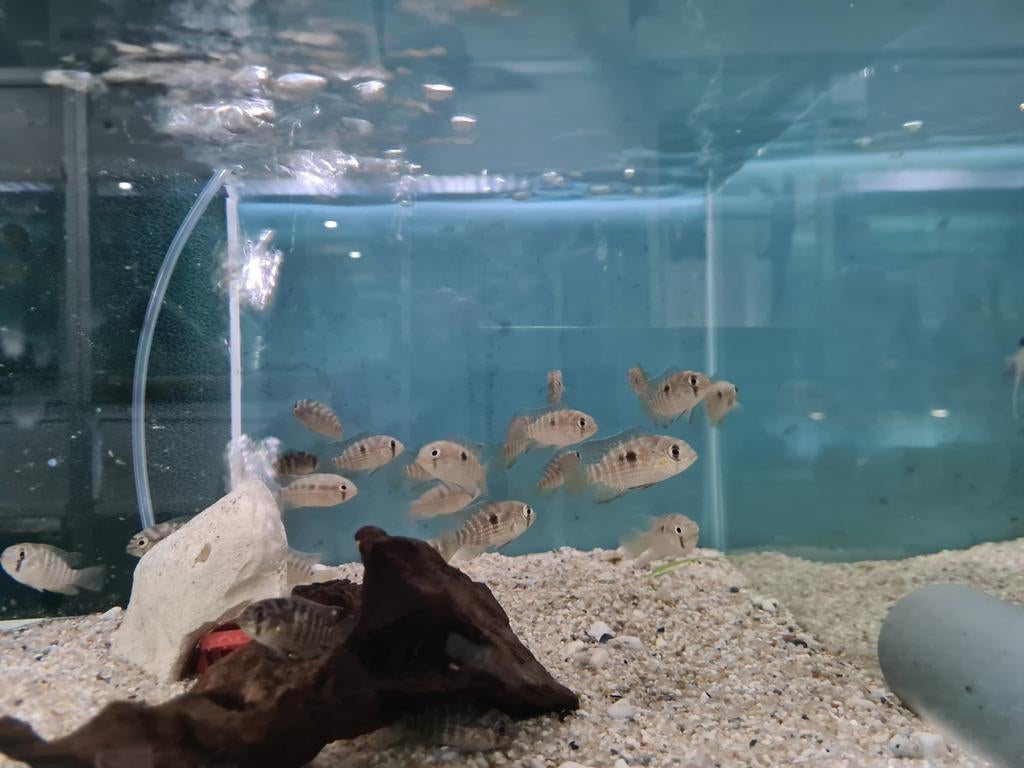 Krobia Xinguensis Cichliden, Dieren en Toebehoren, Vis, Zoetwatervis