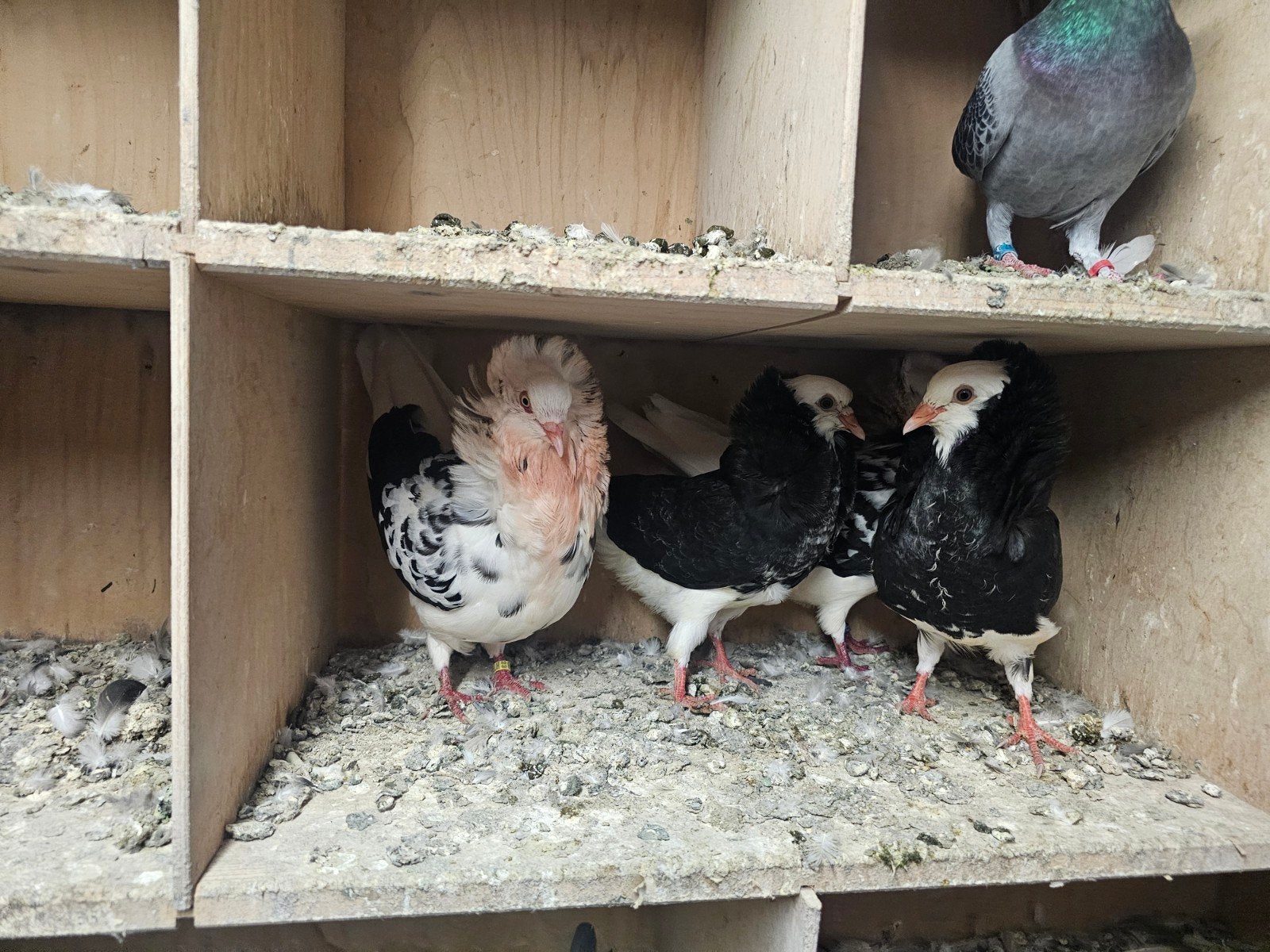 2 jonge kapucijners duiven, Dieren en Toebehoren, Geslacht onbekend, Overige soorten