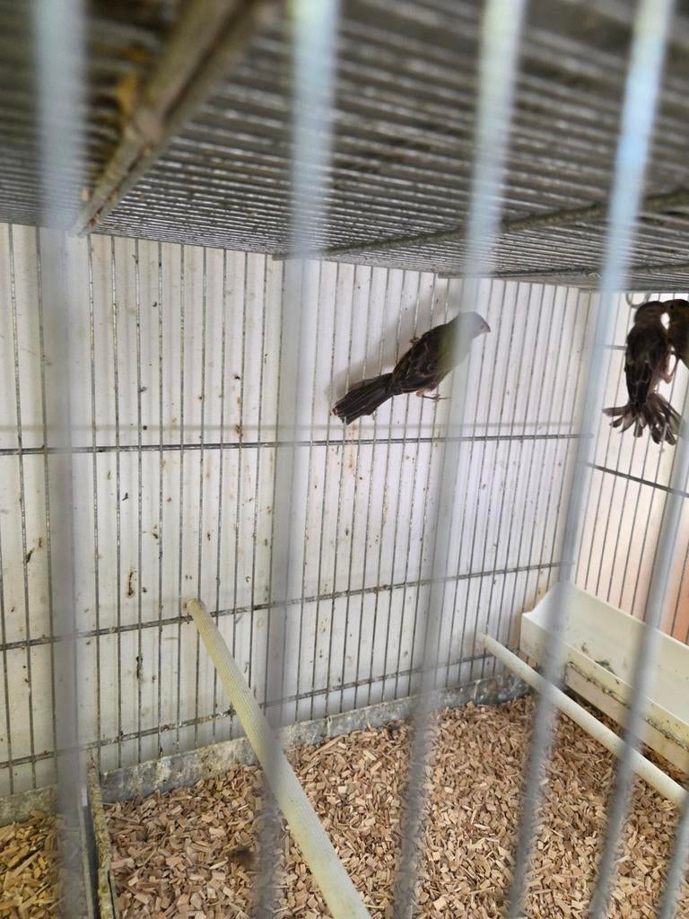 Mexicaanse roodmussen, Dieren en Toebehoren, Meerdere dieren, Overige soorten