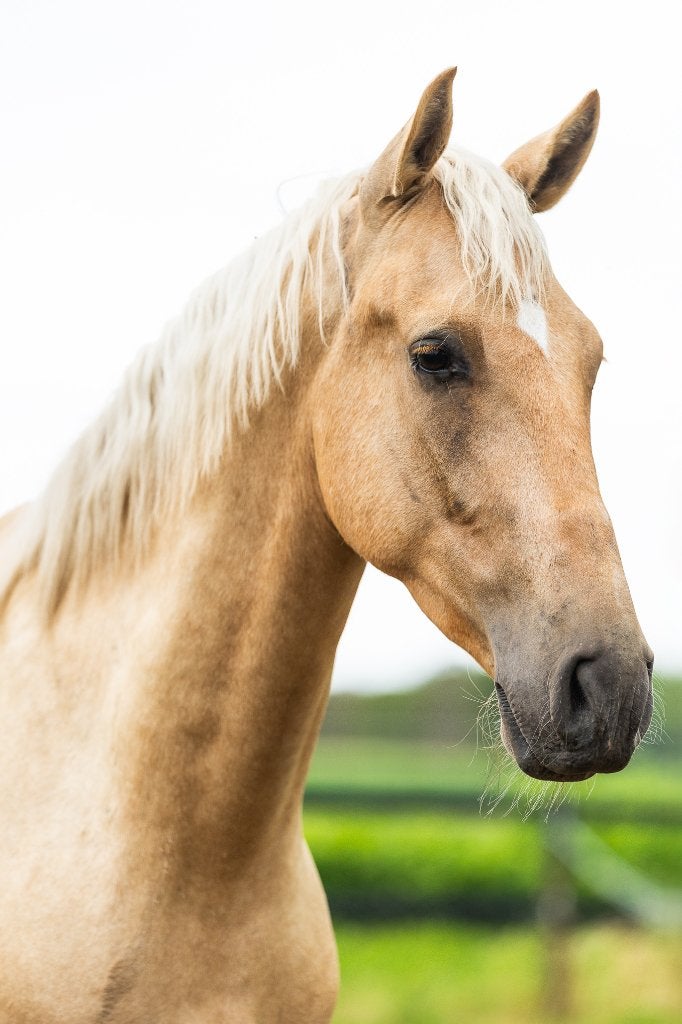 Tekoop aangeboden prachtige 4 jarige PRE palomino ruin, Dieren en Toebehoren, Paarden, Met stamboom, Ruin, Dressuurpaard, Zadelmak