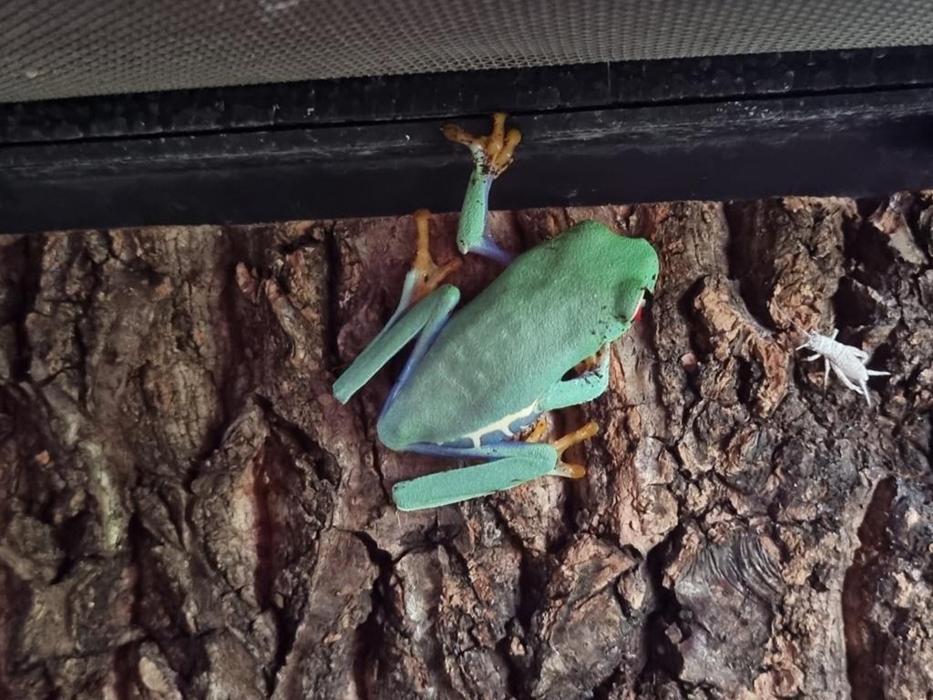 1x Roodoogmakikikker (Agalychnis callidryas), 0 tot 2 jaar