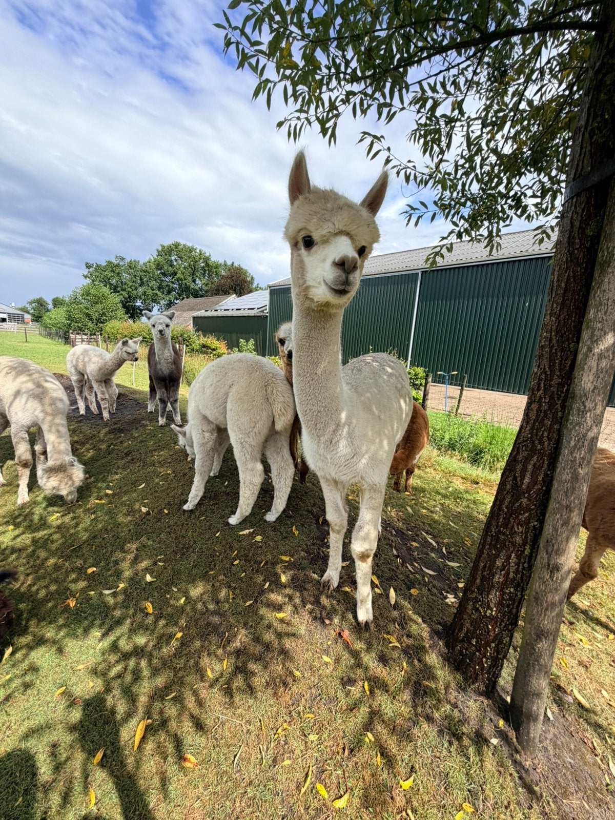 Alpaca merrie (AHDP Indy), Dieren en Toebehoren, Augustus, Vrouwelijk