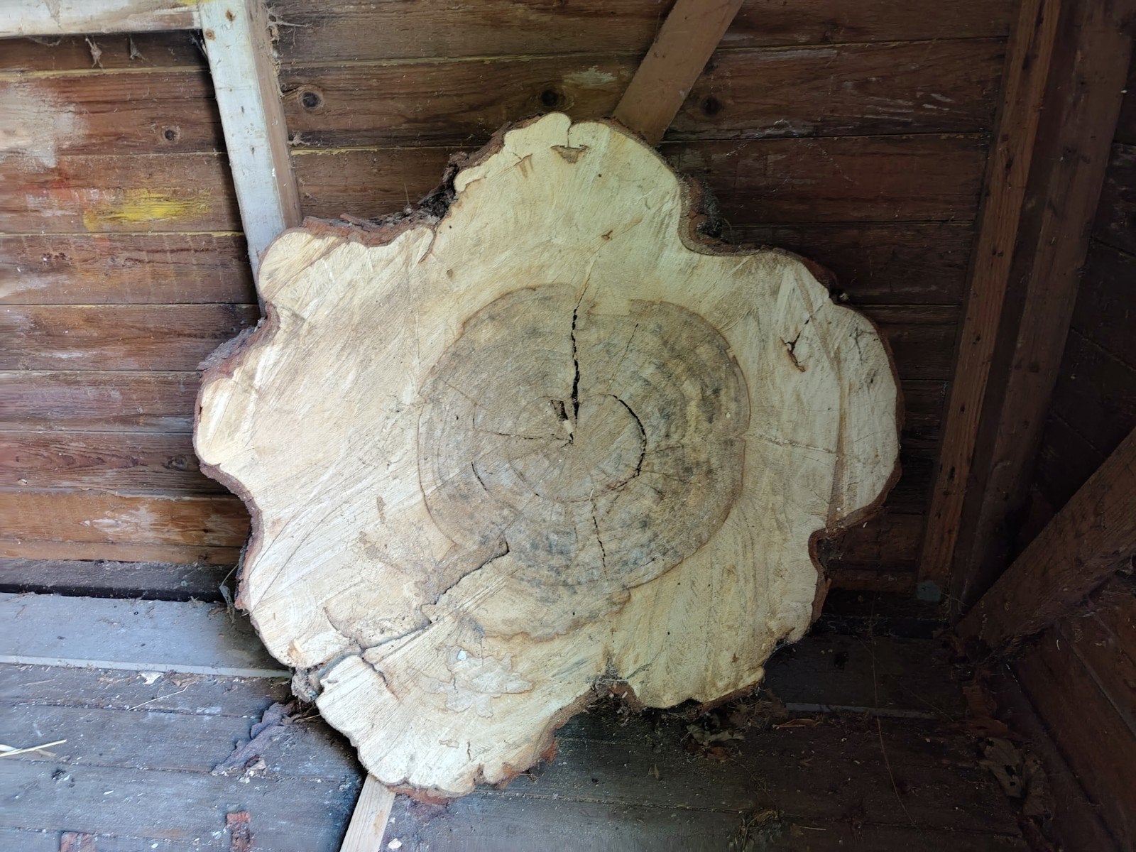 Boomstam schijf kastanjehout 80 cm, 2 jaar gedroogd, Ophalen, Overige typen, 50 mm of meer, Minder dan 200 cm