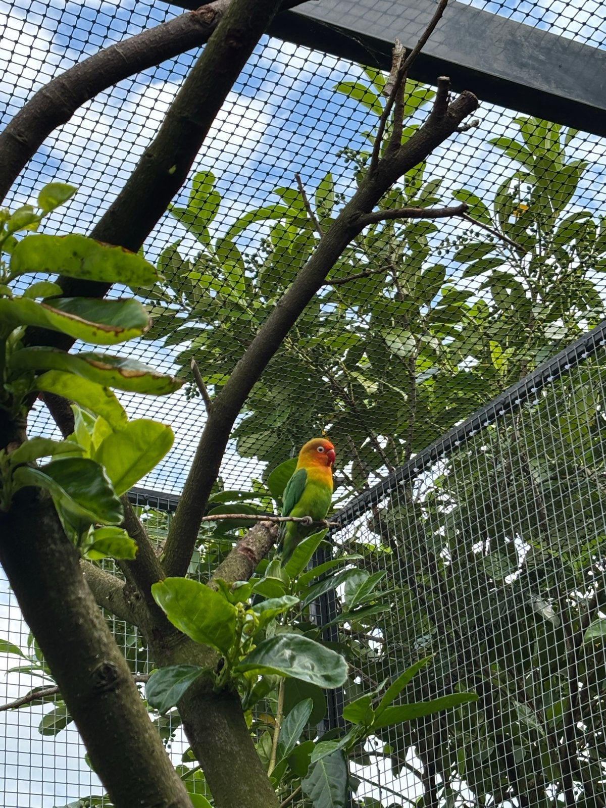 Agapornissen, Dieren en Toebehoren, Vogels | Parkieten en Papegaaien, Meerdere dieren, Dwergpapegaai of Agapornis, Geringd