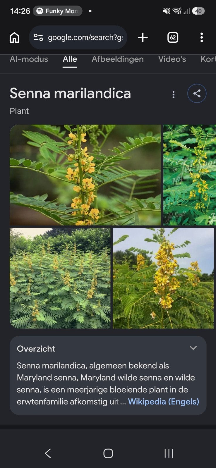 Senna marilandica plant - Maryland Senna, Volle zon, Vaste plant, Zomer, Ophalen
