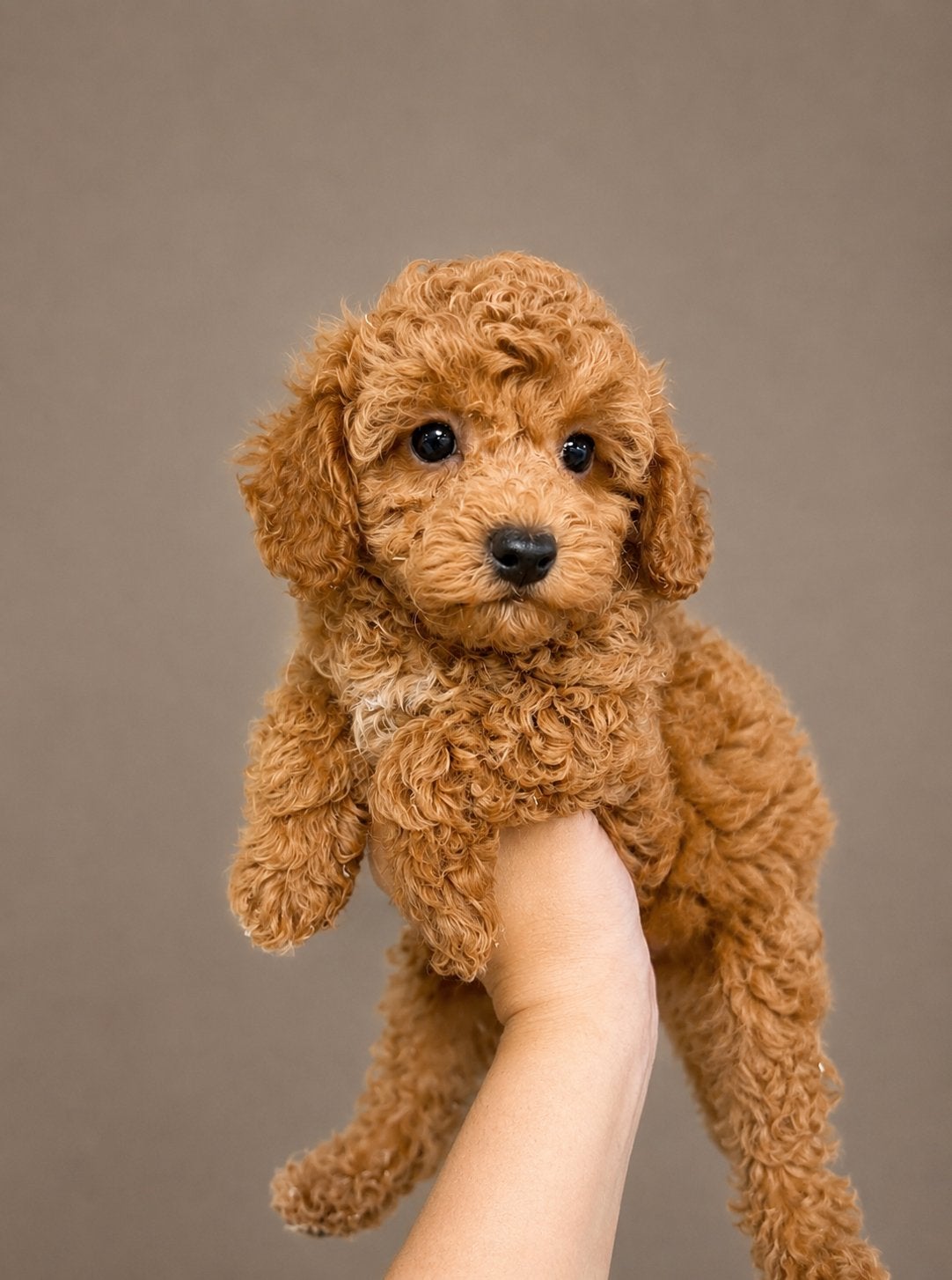 Toy x dwerg poedel pups abrikoos, Parvo, Nederland, Overige rassen, 8 tot 15 weken