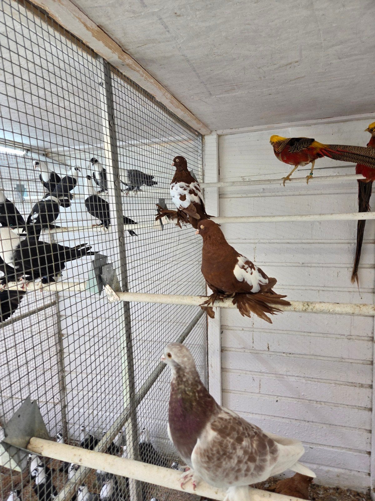 oud hollandse tuimelaars, Dieren en Toebehoren, Meerdere dieren, Overige soorten