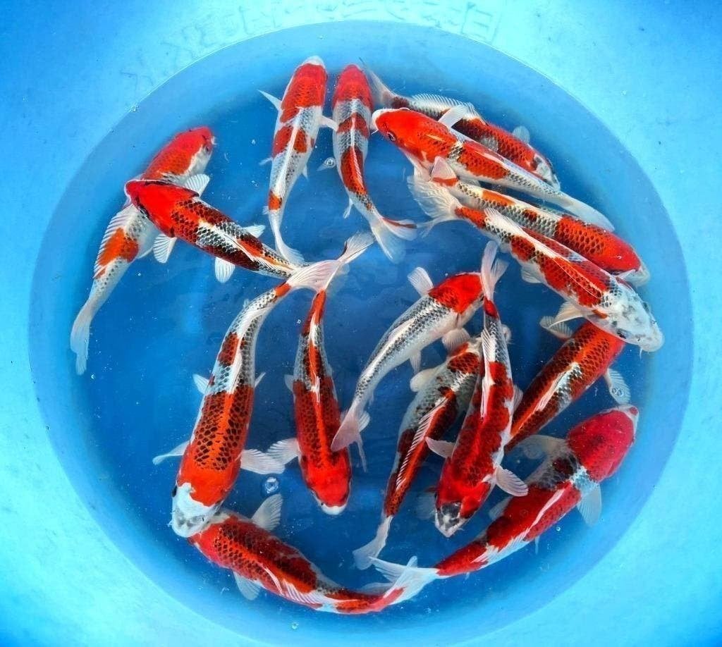 Jonge twee jarige Japankoi, seizoenopruiming, Karper of Koi