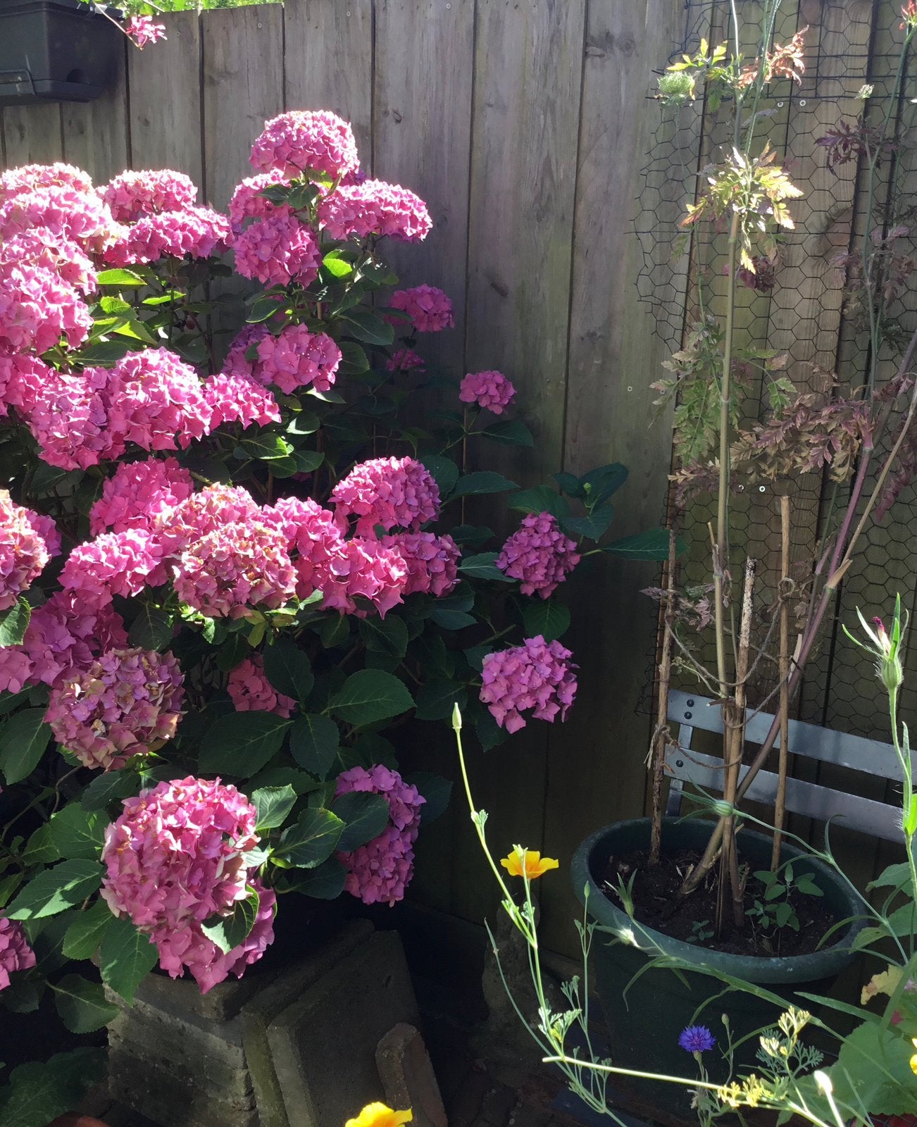 Handige hulp gevraagd bij leeghalen/ verhuizen planten tuin