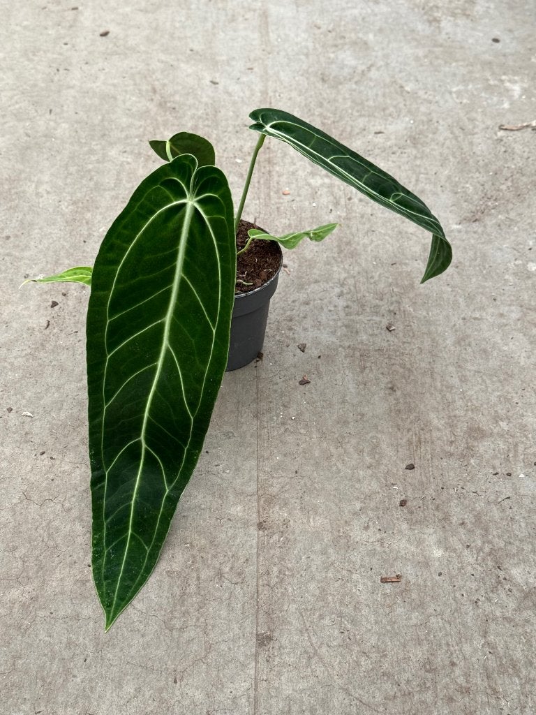 Anthurium Warocqueanum, Huis en Inrichting, Kamerplanten, Ophalen of Verzenden, Halfschaduw, Minder dan 100 cm