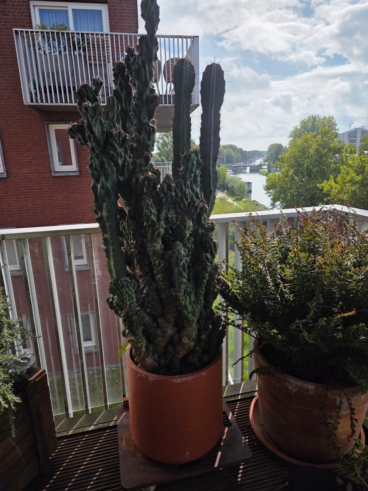 Cereus Peruvianus cactus, Ophalen of Verzenden