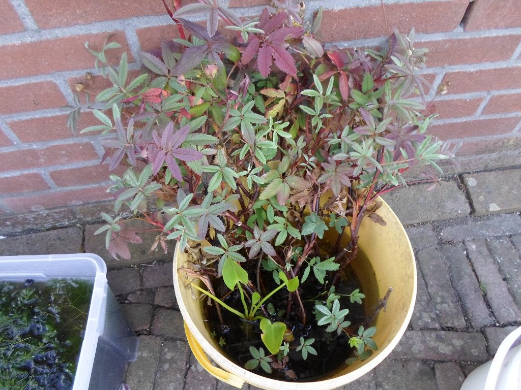 Vijver planten .     Zuurstof  en  moeras.    25  euro., Tuin en Terras, Vijvers, Ophalen, Gebruikt