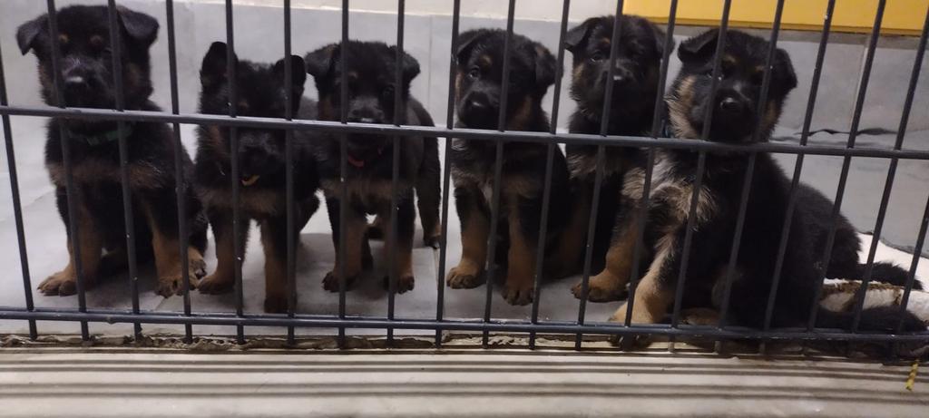 Duitse Herder Pups te Koop – 8 Gezonde Pups, Dieren en Toebehoren, Honden | Herdershonden en Veedrijvers, Meerdere dieren, Herder