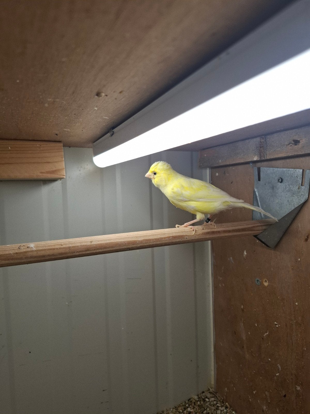 bewezen gele  kanarie pop, Dieren en Toebehoren, Vogels | Kanaries, Vrouwelijk, Kleurkanarie