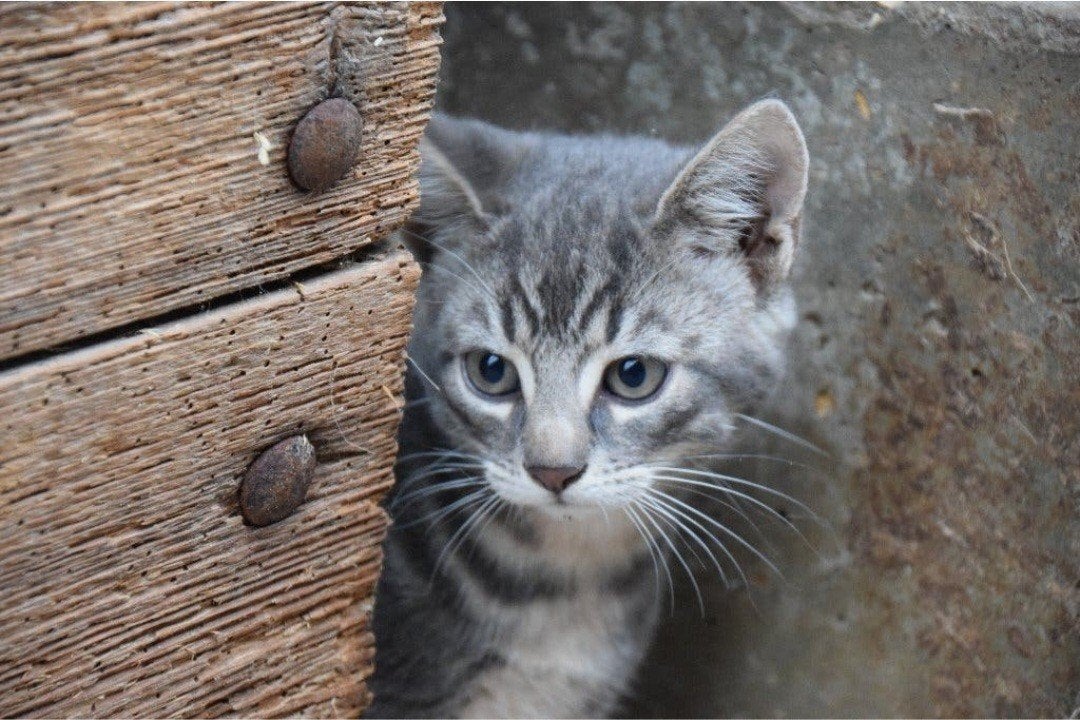 schitterende katertjes aangeboden, Dieren en Toebehoren, Kater, 0 tot 2 jaar