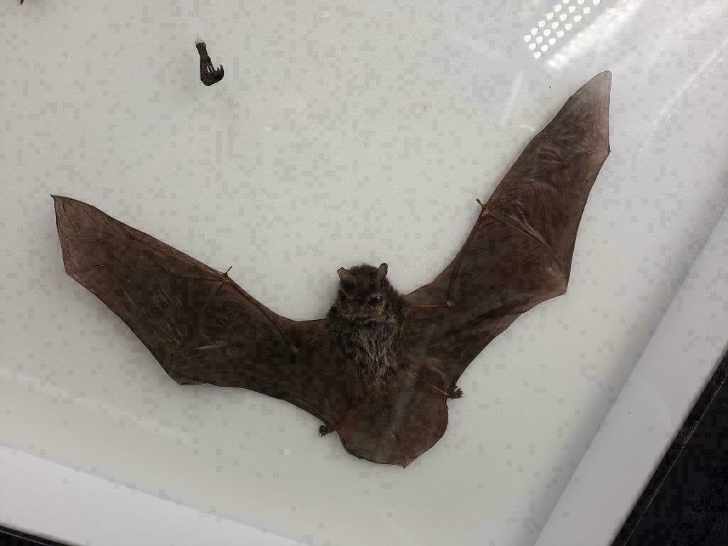 XXL Box Opgezette Vleermuizen 50CM! / Vleermuis Bat, Verzamelen, Dierenverzamelingen, Ophalen of Verzenden, Nieuw, Insect, Opgezet dier